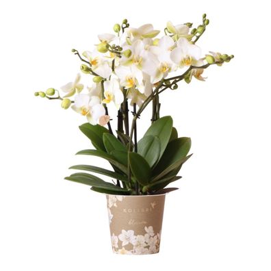 Phalaenopsis Orchidee Lausanne â?? Weiß â?? ß12cm â?? 2â??3 Zweige â?? Elegante Zimme