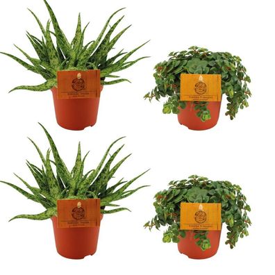 Zimmerpflanzen-Set â?? 2ß Aloe Spider & 2ß Sedum Tornado â?? Sukkulenten â?? ß10.5cm