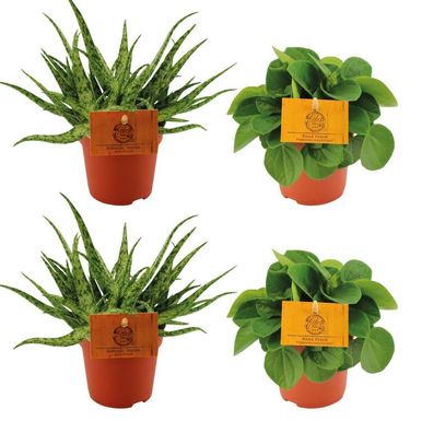 Zimmerpflanzen-Set â?? 2ß Aloe Spider & 2ß Peperomia Rana Verde â?? ß10.5cm â?? Pfleg