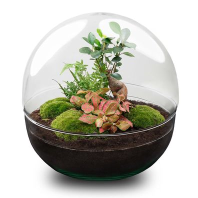 Flaschengarten DIY Bausatz Dome XL â?? Terrarium ß30cm x H30cm â?? Selbstbewässerndes