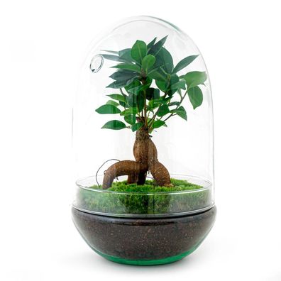 Flaschengarten Egg XL Bonsai â?? DIY Bausatz Terrarium â?? â??30cm â?? Do-It-Yourself