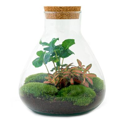 Flaschengarten Sammie Coffea â?? DIY Bausatz Terrarium â?? â??26cm â?? Do-It-Yourself