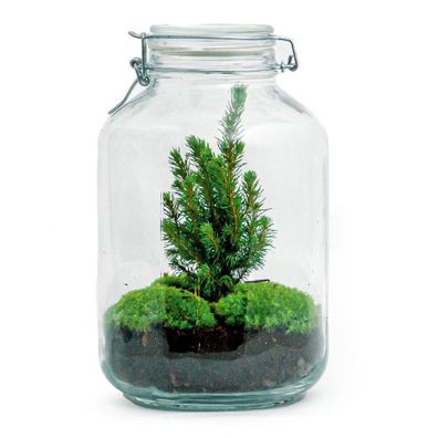 Flaschengarten Christmas â?? DIY Bausatz Terrarium â?? â??28cm â?? Do-It-Yourself Wei