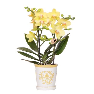 Gelbe Orchidee Albenga + Malaga Ziertopf Gelb â?? ß9cm â?? Fröhliche Zimmerpflanze mi