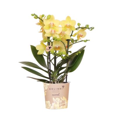 Gelbe Phalaenopsis Orchidee 'Albenga' â?? ß9cm â?? Zimmerpflanze mit 2â??3 Blétenstie