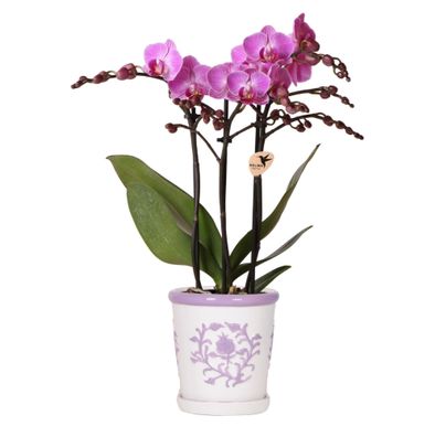 Orchidee Vienna Lila im Malaga Ziertopf Lila â?? ß9cm â?? Zimmerpflanze mit 2-3 kräft