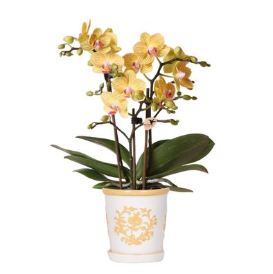 Orchidee Lima Gelb im Malaga Ziertopf Hellorange â?? ß9cm â?? 2-3 kräftigen Stiele â?
