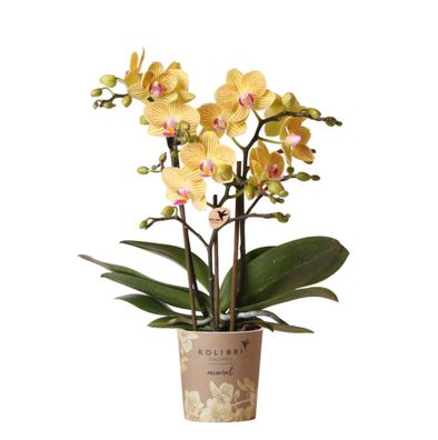 Phalaenopsis Orchidee Gelb â??Limaâ?? â?? ß9cm â?? Kompakte Zimmerpflanze mit 2â??3 B