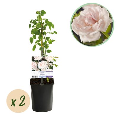 Kletterrose Rosa New Dawn â?? Zartrosa â?? Wenig Pflege â?? 2 Pflanzen â?? H11cm x 40