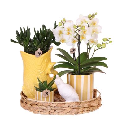 Mediterranean Sunset Geschenkset â?? Pflanzenset mit weißer Orchidee Lausanne & 2 Suk