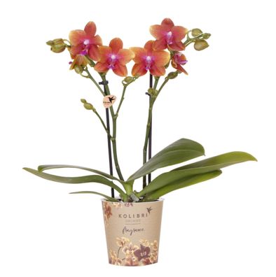 Duftende Phalaenopsis-Orchidee Fragrance â?? Orange â?? ß9cm â?? Bléhende Zimmerpflan