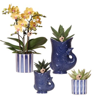 Set mit Orchidee Lima & Sukkulenten â?? In Keramiktöpfen ß9cm & ß6cm â?? Bléhende Zim