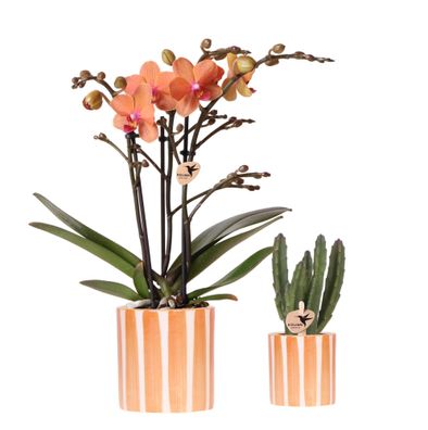 Pflanzenset Orange Phalaenopsis Orchidee Bolzano & Sukkulente â?? Mit Keramischen Zie