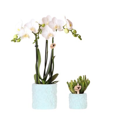 Pflanzenset Star Fish Blau â?? Weiße Phalaenopsis Orchidee & Sukkulente â?? inkl. sti