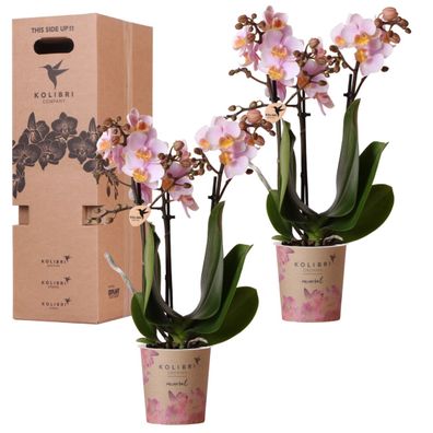 Orchideen ßberraschungsbox â?? 2 Orchideen - 9cm - Frisch vom Zéchter - Perfektes Ges