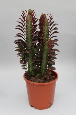 Euphorbia Trigona Rubra â?? Wolfsmilch â?? Zimmerpflanze â?? ß12cm â?? â??40cm â?? Ro