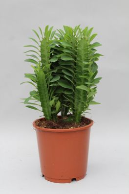Euphorbia Trigona â?? Wolfsmilch â?? Zimmerpflanze â?? ß12cm â?? â??40cm â?? Sukkulen