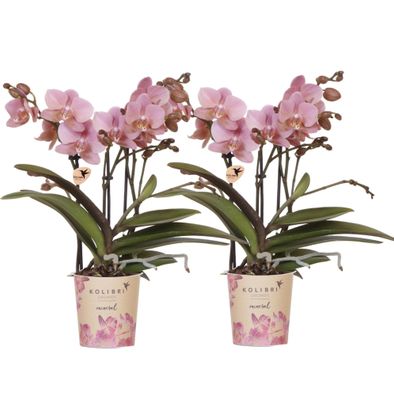 Phalaenopsis Orchideen Treviso â?? 2 Pflanzen â?? altrosa Bléten â?? ß9cm â?? Bléhend