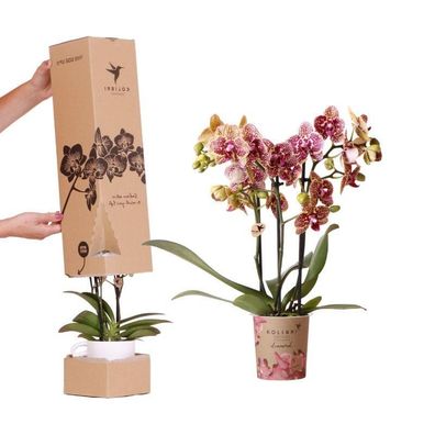 Surprise Diamond Orchideenbox â?? Phalaenopsis Orchidee ß9cm â?? ßberraschungsbox mit