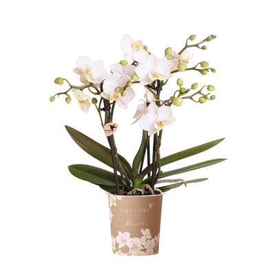 Weiße Phalaenopsis Orchidee â?? â??Zérichâ?? â?? ß9cm â?? Elegante bléhende Zimmerpfl