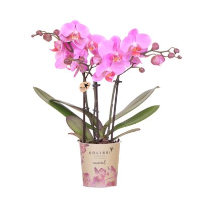 Violett-Rosa Phalaenopsis Orchidee â?? â??Frederikstadâ?? â?? ß9cm â?? Bléhende Zimme