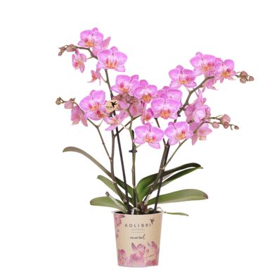 Rosa Phalaenopsis Orchidee â?? Switzerland â?? ß9cm â?? Elegante Orchidee mit weißen