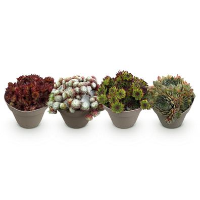Bodendecker Sempervivum Big Sam â?? 4 Pflanzen â?? Winterhart â?? Verschiedene Farben