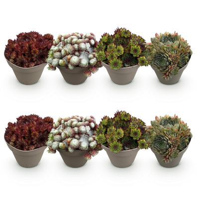 Bodendecker Sempervivum Big Sam â?? 8 Pflanzen â?? Winterhart â?? Verschiedene Farben