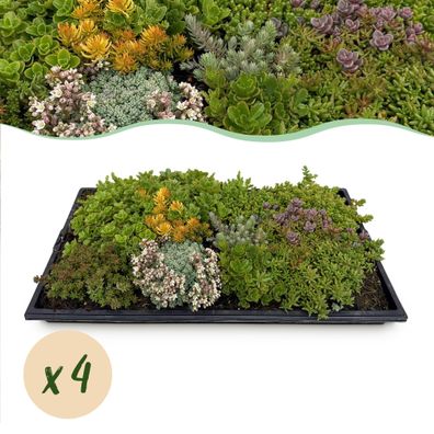 Sedummatte â?? 4 Vegetationsmatten â?? Winterharte Bodendeckerpflanzen aus 10 Sedum-S