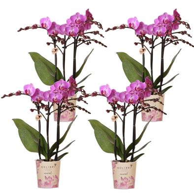 Phalaenopsis Orchideen Wien Set â?? 4 Orchideen ß9cm â?? Dunkelrosa/Violett bléhende