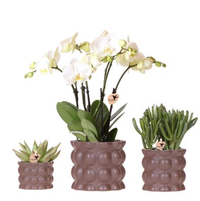 Pflanzenset Cotton Braun â?? Weiße Phalaenopsis Orchidee Ghent & 2 Sukkulenten â?? Ke