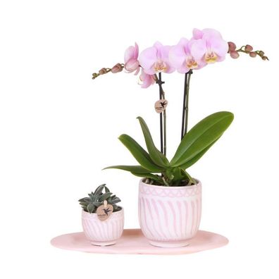 Geschenkset Granada â?? Rosa â?? Phalaenopsis Orchidee & Grénpflanze im Dekotopf â??