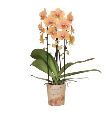 Phalaenopsis Orchidee Sunny Bunny â?? ß12cm â?? Gelb-Rosa bléhende Zimmerpflanze â??