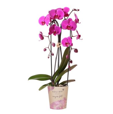Phalaenopsis Orchidee Freeride â?? ß12cm â?? Violett/Lila-rosa bléhende Zimmerpflanze
