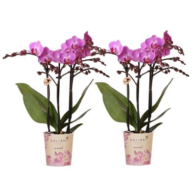 Phalaenopsis Orchideen Wien â?? 2 Orchideen â?? ß9cm â?? Dunkelrosa/Violett bléhende