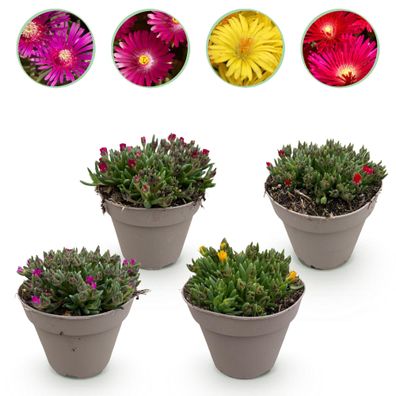 Delosperma Mix â?? 4 winterharte Bodendeckerpflanzen â?? Farben Rot, Gelb, Lila & Ros