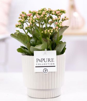 Kalanchoe Rosa in Keramiktopf Glänzend Weiß â?? ß12cm â??27cm â?? Bléhende Zimmerpfla