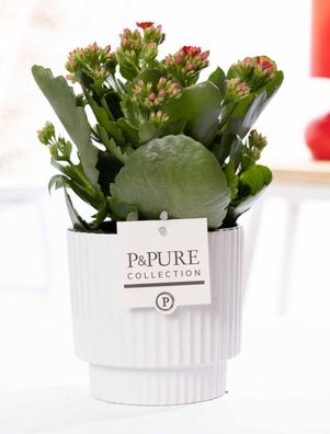 Kalanchoe Rot in Keramiktopf Glänzend Weiß â?? ß12cm â??27cm â?? Bléhende Zimmerpflan