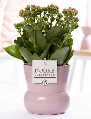 Kalanchoe Rosa in Keramikvase Pink â?? ß12cm â??27cm â?? Bléhende Zimmerpflanze mit r