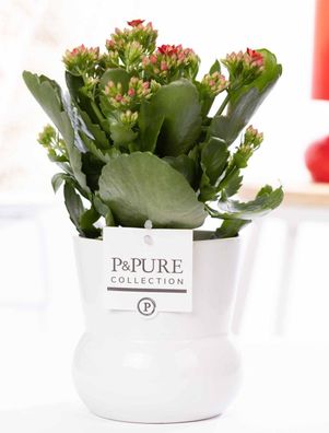 Kalanchoe Rot in Keramikvase Weiß â?? ß12cm â??27cm â?? Bléhende Zimmerpflanze mit ro