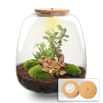 Flaschengarten â??Emmaâ?? â?? Bausatz mit LED-Korkdeckel â?? ß23cm â??25cm â?? DIY Pf