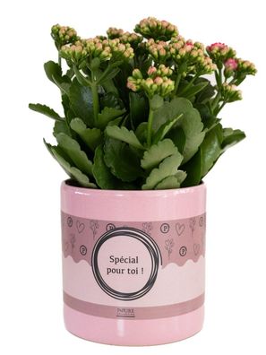 Kalanchoe Pink in â??SPECIAL POUR TOIâ?? Topf â?? ß12cm â??27cm â?? Rosa bléhende Suk