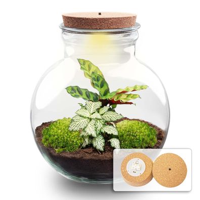 Flaschengarten Teddy mit LED-Korken â?? ß25cm â??26,5cm â?? DIY Pflanzenterrarium mit