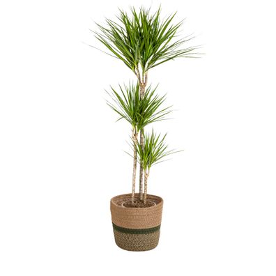 Dracaena Marginata Green mit Korb â?? Höhe 130â??150cm â?? ß24cm â?? Elegante Zimmerp