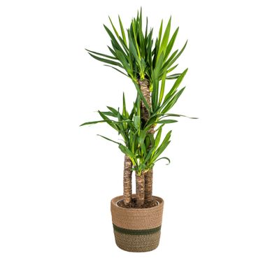 Yucca Elephantipes mit Korb â?? Höhe 90â??110cm â?? ß21cm â?? Palmlilie Zimmerpflanze