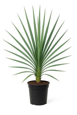 Yucca filamentosa â?? Palmlilie â?? 6 Pflanzen â?? 150cm â?? Winterharte Gartenstaude
