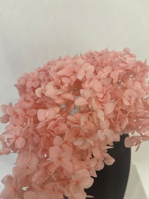 Rispenhortensie konserviert â?? 1 Bund (1â??4 Stiele) â?? Echte konservierte Hortensi