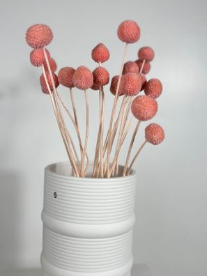 Craspedia â?? Trommelstöckchen â?? Getrocknete & konservierte Trockenblumen (30â??40c