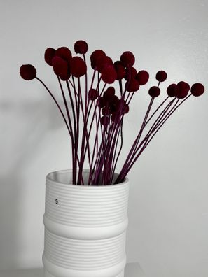 Craspedia â?? Trommelstöckchen â?? Getrocknete & konservierte Trockenblumen (30â??40c