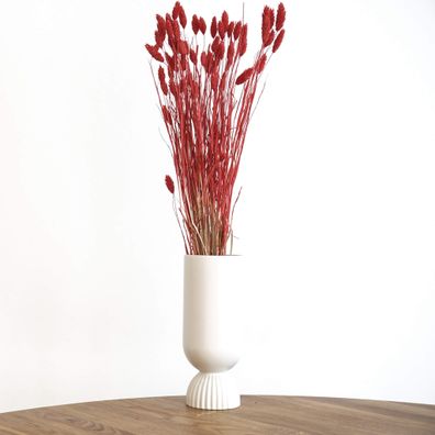 Phalaris â?? Kanariengras â?? Getrocknete Trockenblumen 60cm â?? Natur, Weiß, Apricot